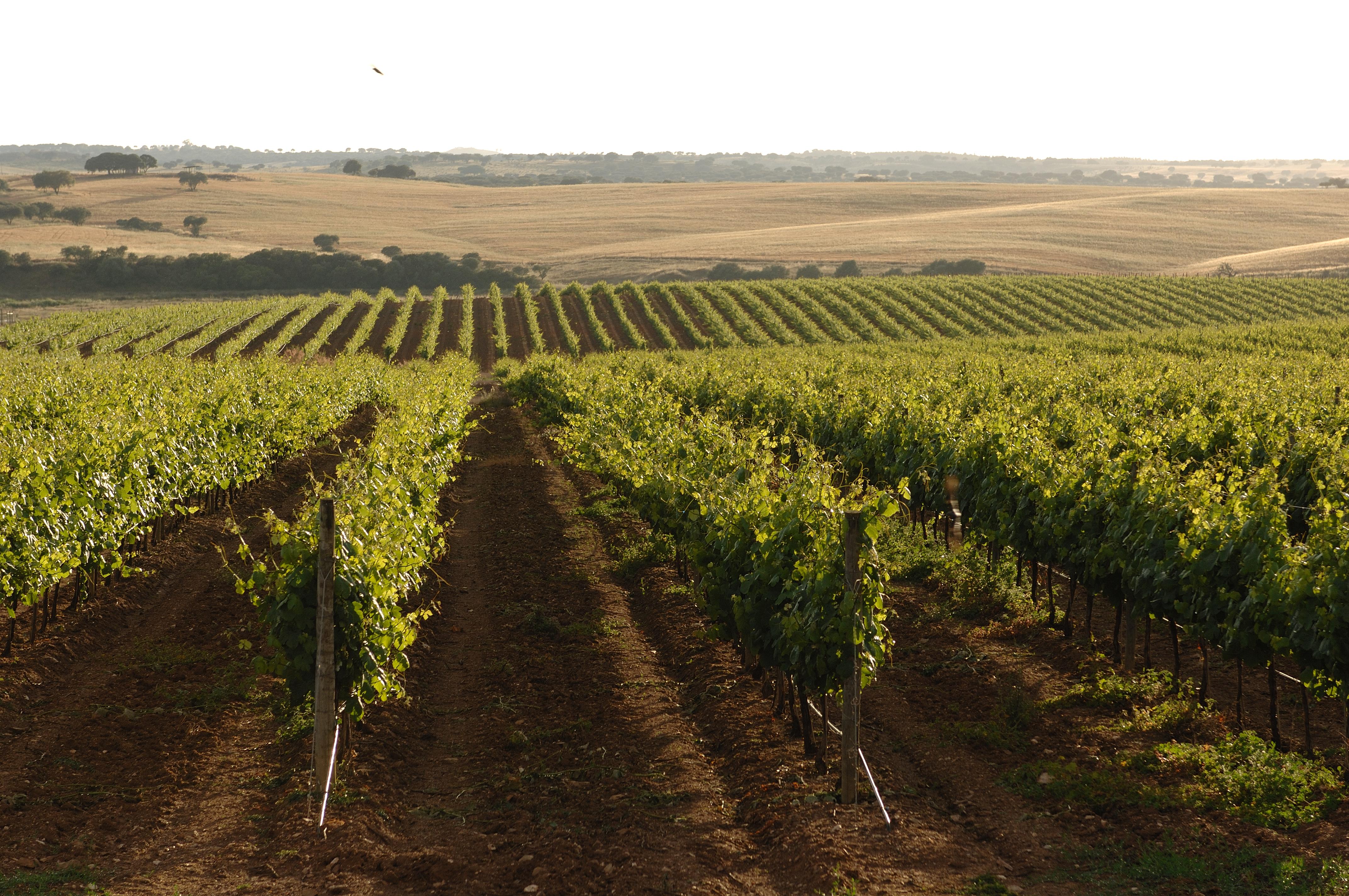 Vila Gale Alentejo Vineyard - Clube De Campo Алберноа Екстериор снимка