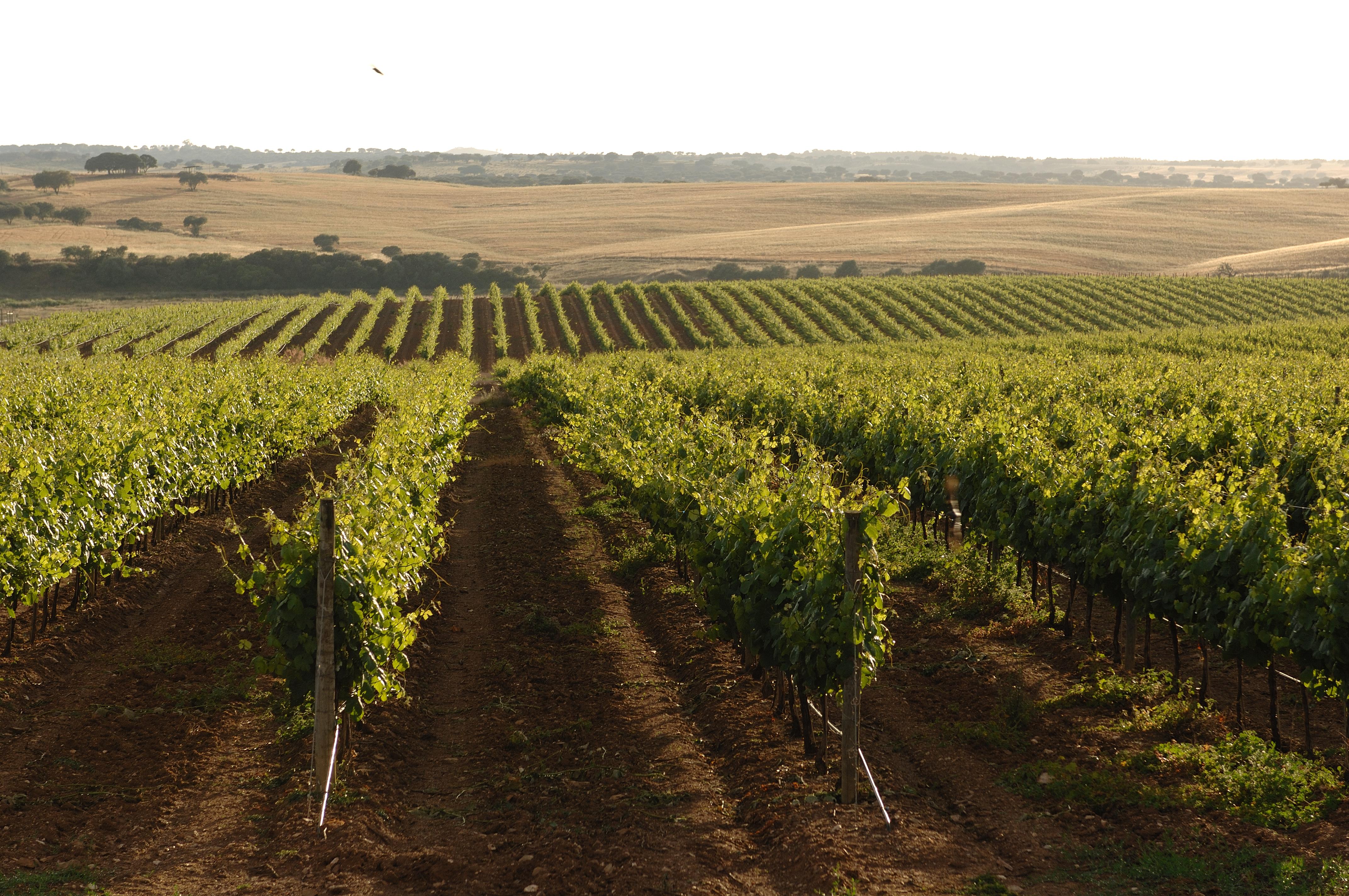 Vila Gale Alentejo Vineyard - Clube De Campo Hotel Алберноа Екстериор снимка