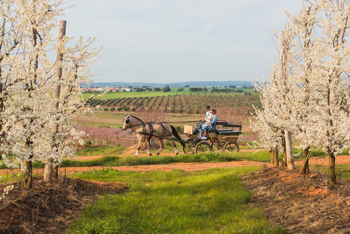 Vila Gale Alentejo Vineyard - Clube De Campo Алберноа Екстериор снимка